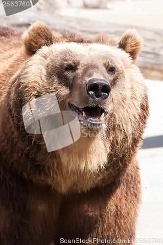 Image of Bear