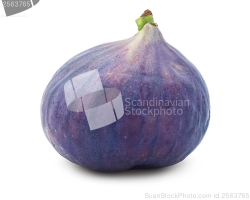 Image of Fig
