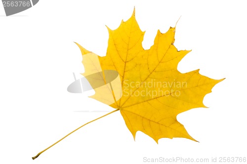 Image of Maple leaf