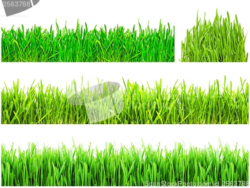 Image of Green grass
