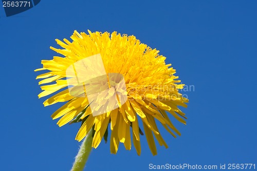 Image of Dandelion
