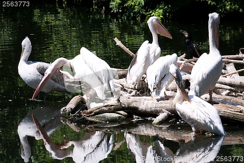 Image of Pelicans