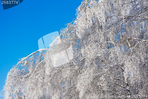 Image of Winter forest
