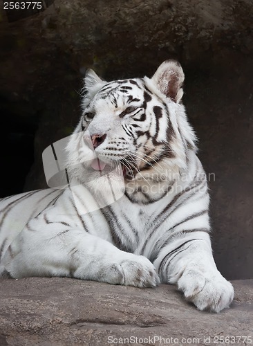 Image of White Tiger