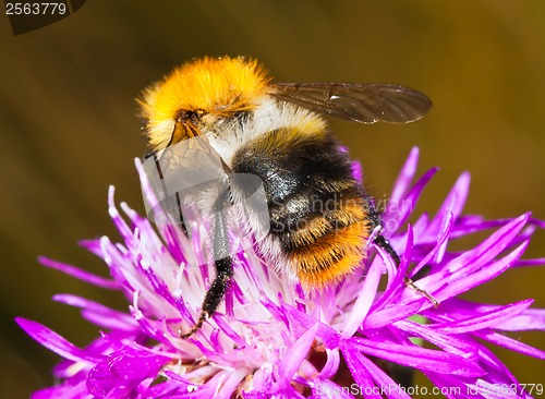 Image of Bumblebee