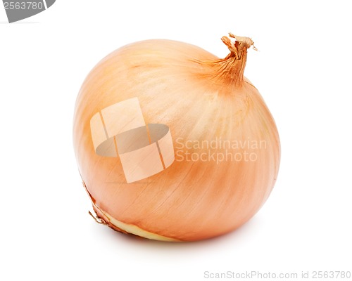 Image of Onion