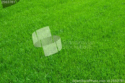 Image of Green grass