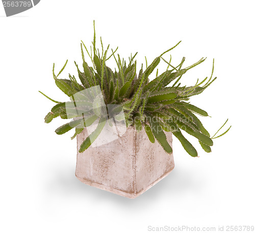 Image of Green cactus with small thorns