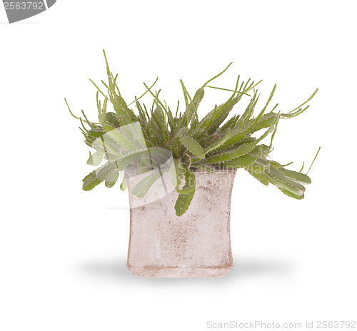Image of Green cactus with small thorns