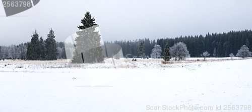 Image of Trees and meadow