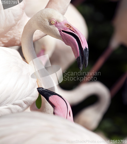 Image of Flamingo