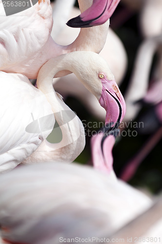 Image of Flamingo