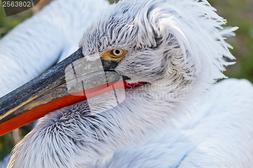 Image of Pelican