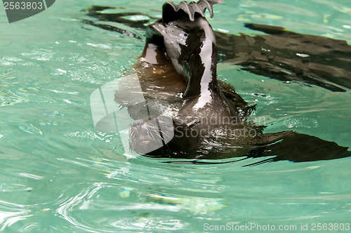 Image of Brown fur seal