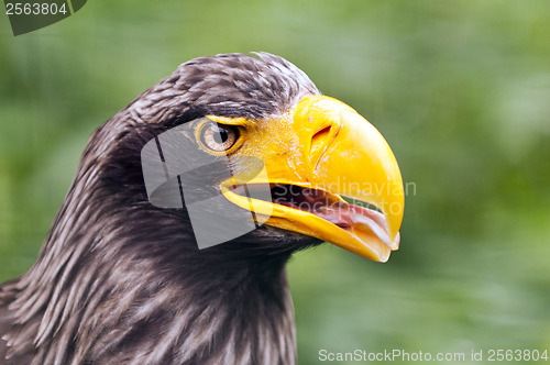 Image of Steller's sea eagle