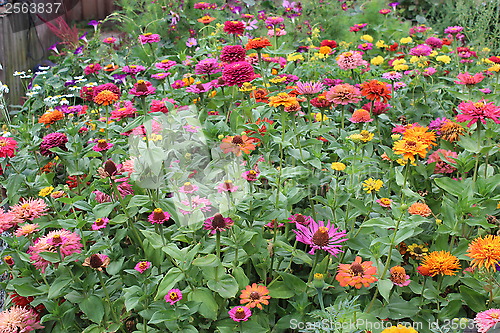 Image of beautiful flowers on the flower-bed