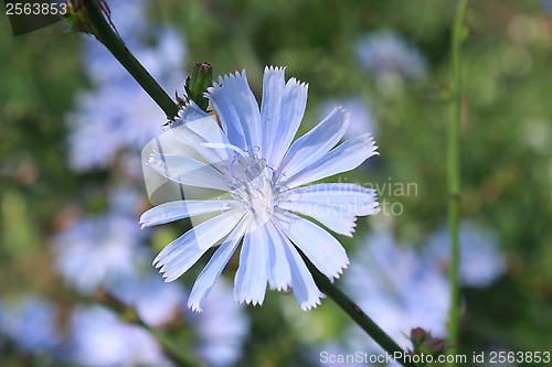 Image of blue flower of Cichorium