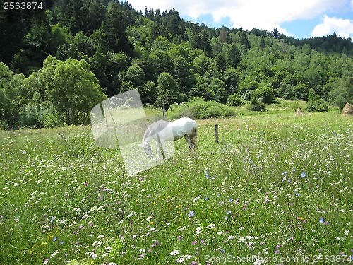 Image of Rural landscape with field and a horse