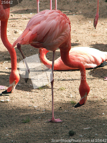 Image of flamingo