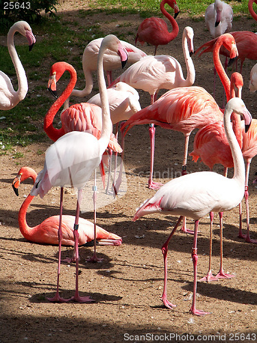 Image of flamingos