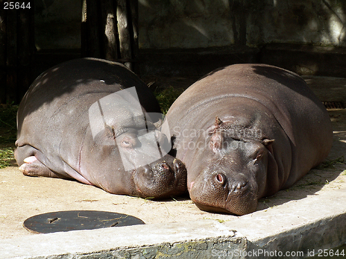 Image of hippos