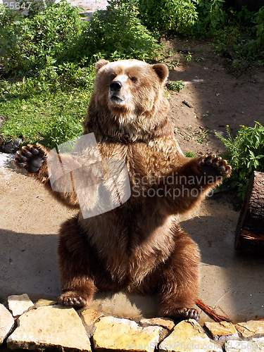 Image of bear