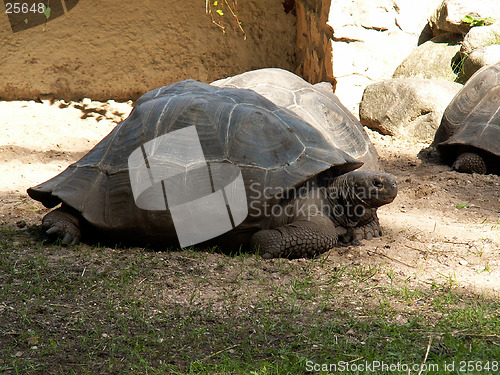 Image of galapagos turtle