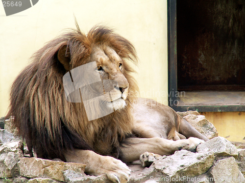 Image of lion