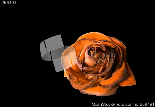 Image of Dead rose