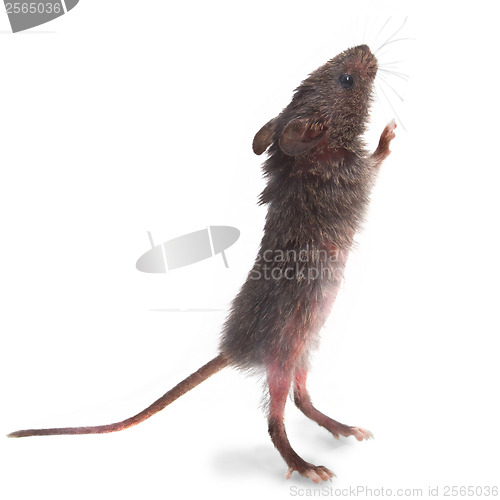 Image of wild gray mouse rat stands on its hind legs sniffing isolated