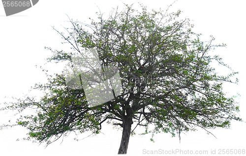 Image of tree green background nature environment isolated