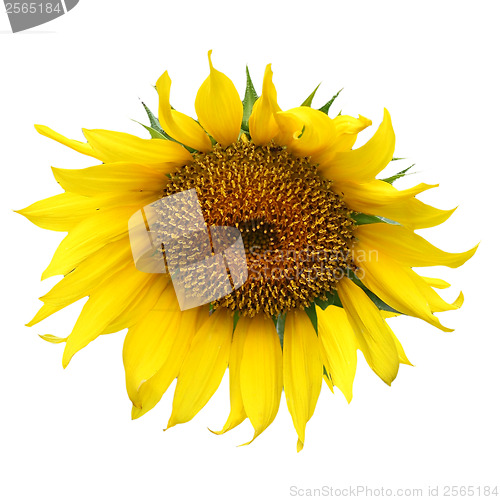 Image of sunflower yellow flower isolated on white background