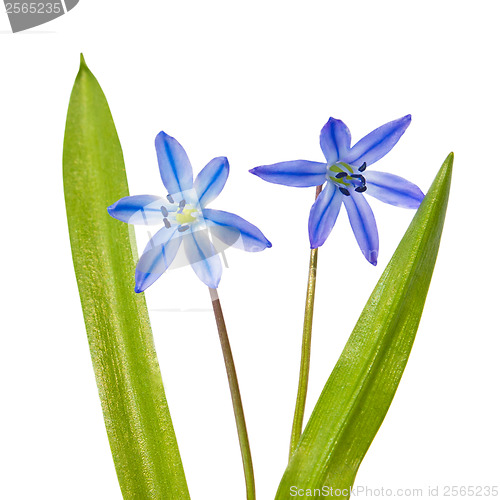 Image of Spring flowers bluebells Scilla bifolia blue forest flower isola