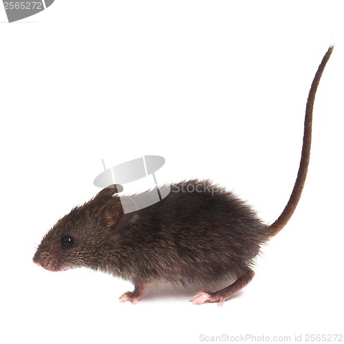 Image of Mouse wild rat isolated on white background