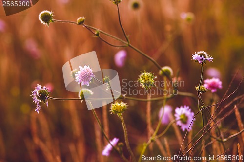 Image of flower thistle purple green thorn nature plant