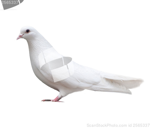 Image of white dove sits isolated