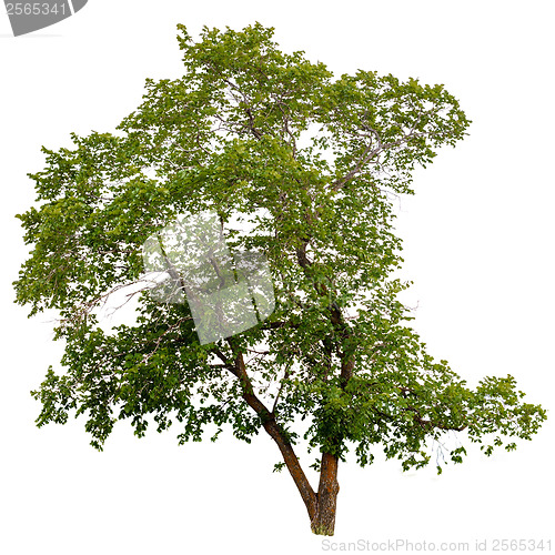 Image of tree isolated white green background nature environment summer b