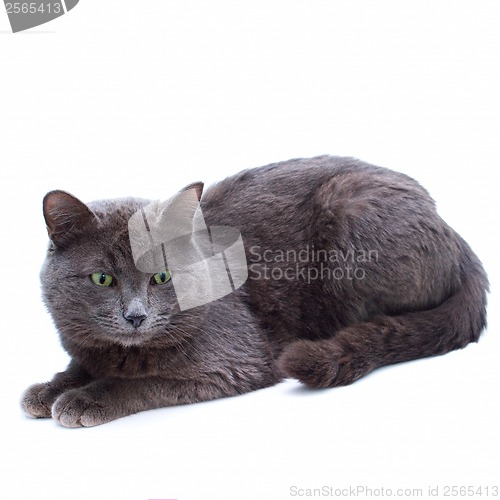 Image of grey yard cat with green eyes sitting looking towards isolated o