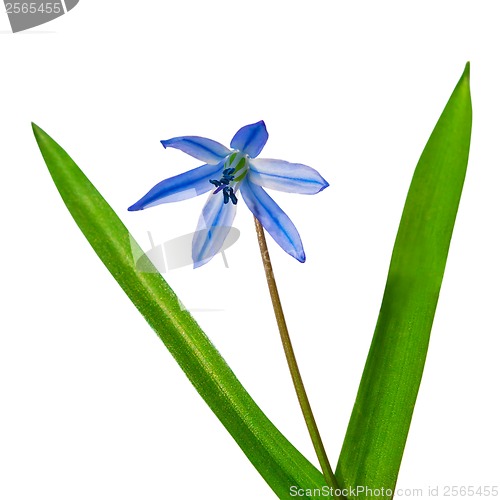 Image of bluebells spring flowers scilla bifolia blue forest flower isola