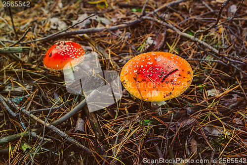 Image of poisonous wild mushroom red macro nature autumn