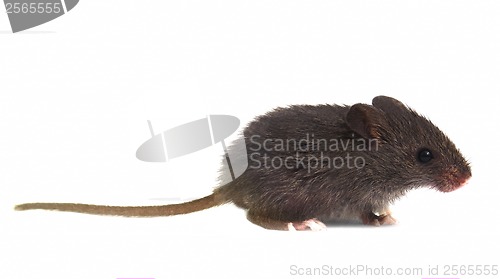 Image of little gray mouse wild on white background