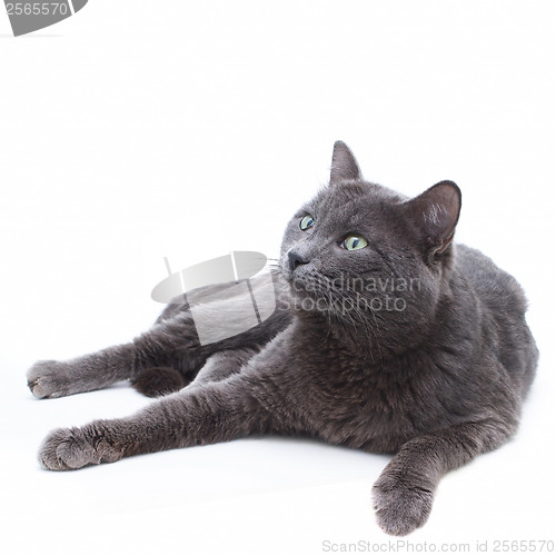 Image of funny young gray cat lying on white background and looking up