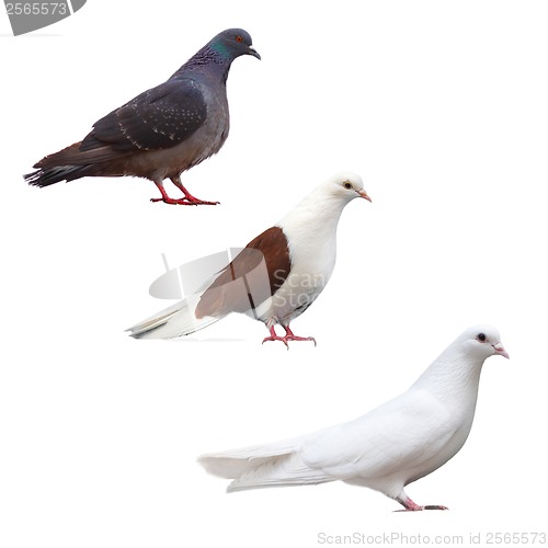 Image of pigeon dove isolated bird set black collection