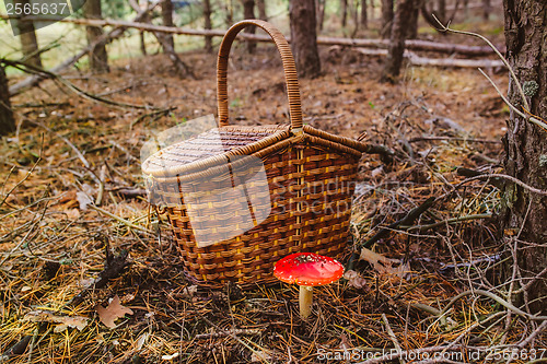 Image of wicker basket poisonous wild mushroom red macro nature