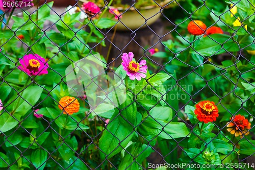 Image of flower garden and a fence with barbed wire background