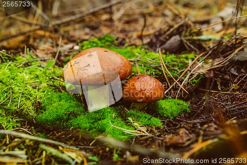 Image of greasers ordinary sticky slippery forest "Suillus" mushroom grow