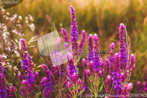 Image of sage salvia flower garden plant nature purple