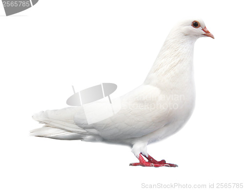 Image of white dove sits isolated on a white background