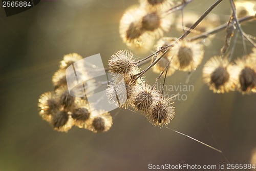 Image of burdock Arctium lappa bur dry noodle dawn spri