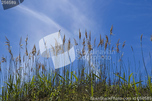 Image of grass